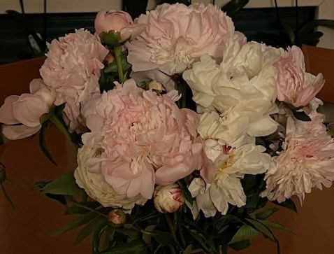 2026 02 23 aufblühen